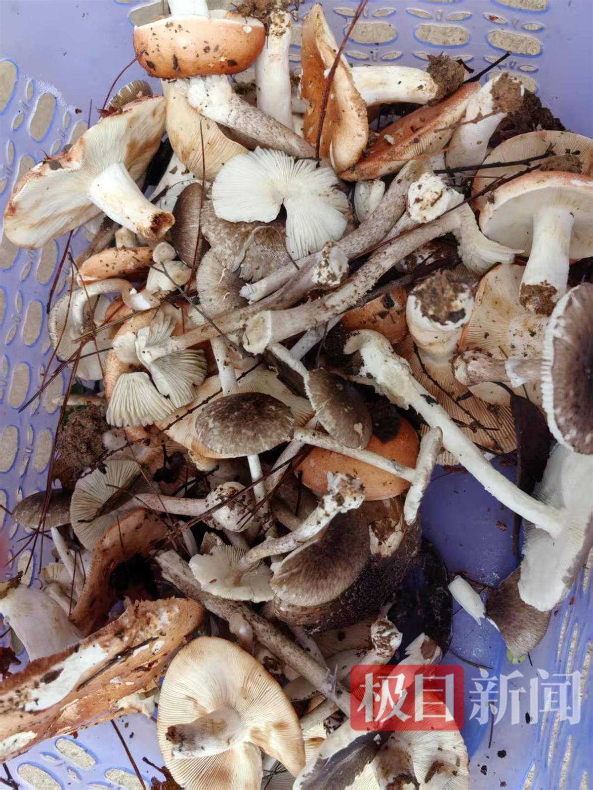 湖南5岁男童误食毒蘑菇不幸去世曾说爸爸别担心我5名中毒亲属已