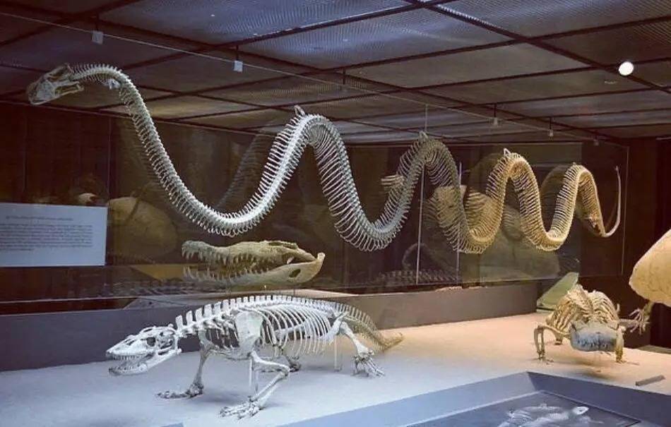 5800万年前,地球曾发过一次"高烧",孕育出了史上最大的蛇