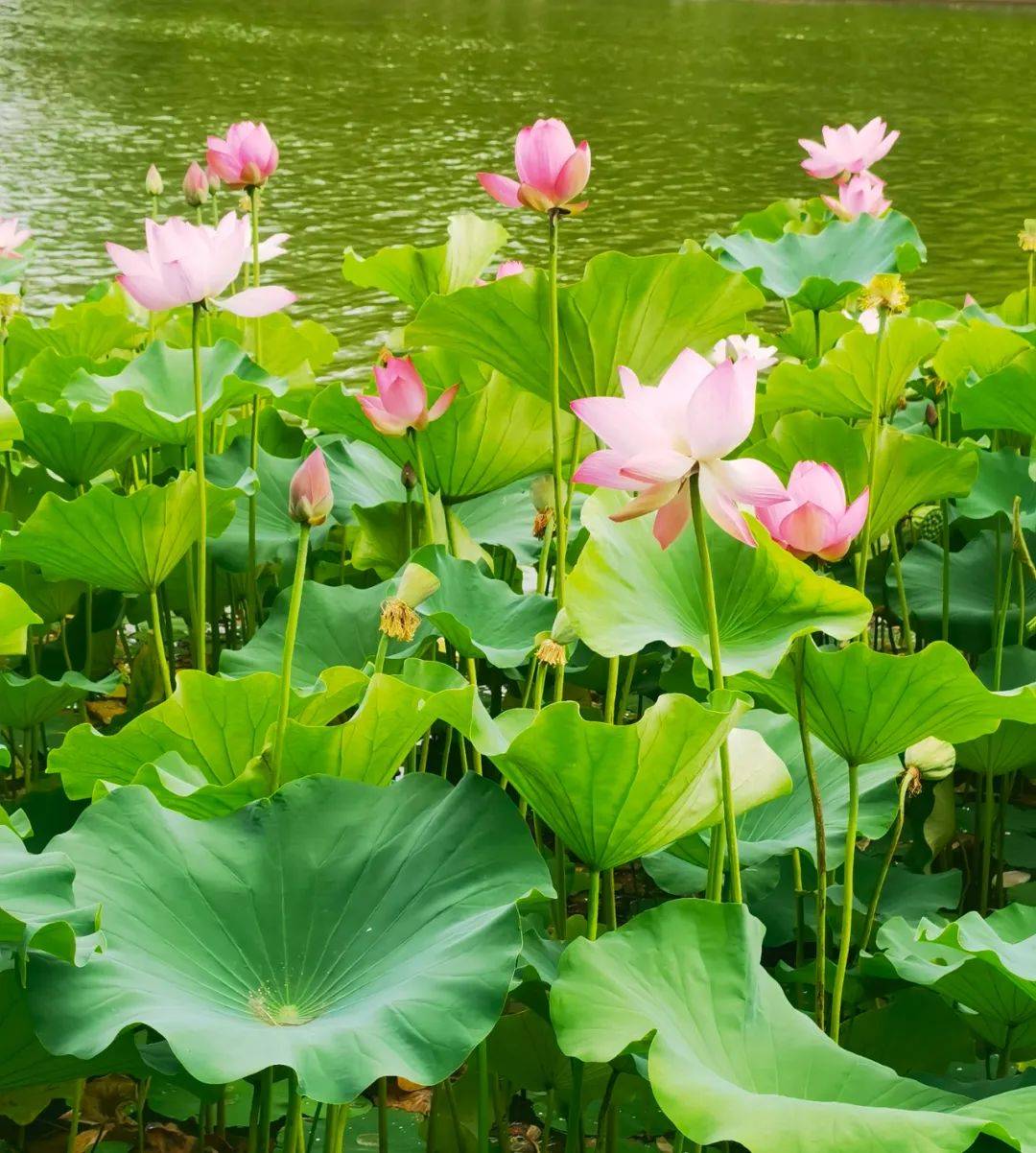 业主董梁镜头里的夏日美景