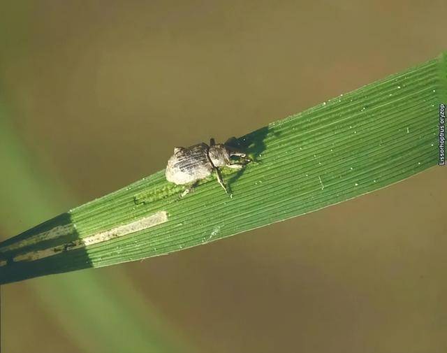 满田尽是稻象甲