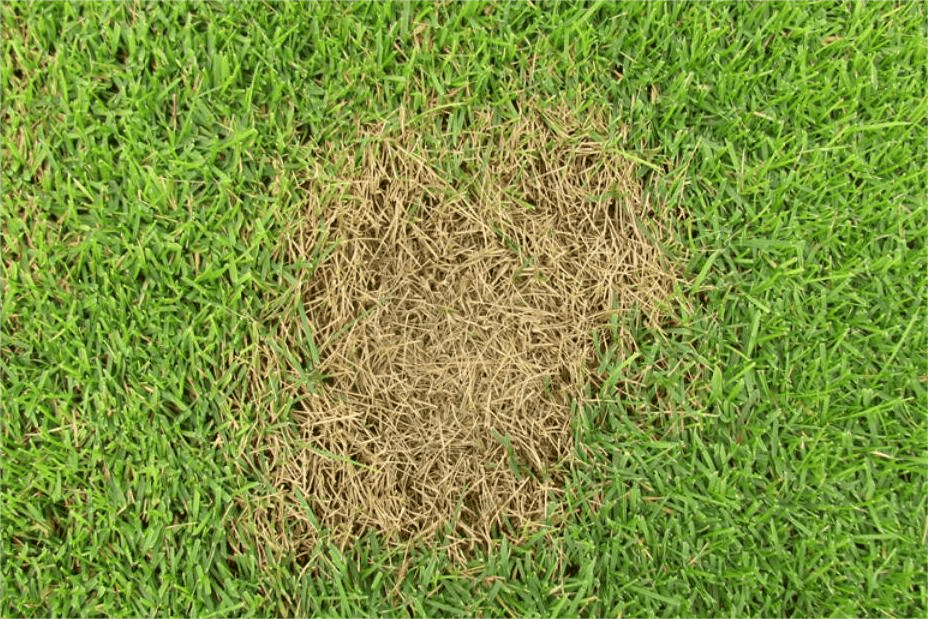 草坪夏季斑枯病的识别与预防
