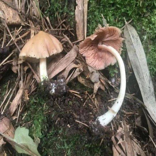 不要采！不要买！不要吃！_近江_荔枝_毒菌