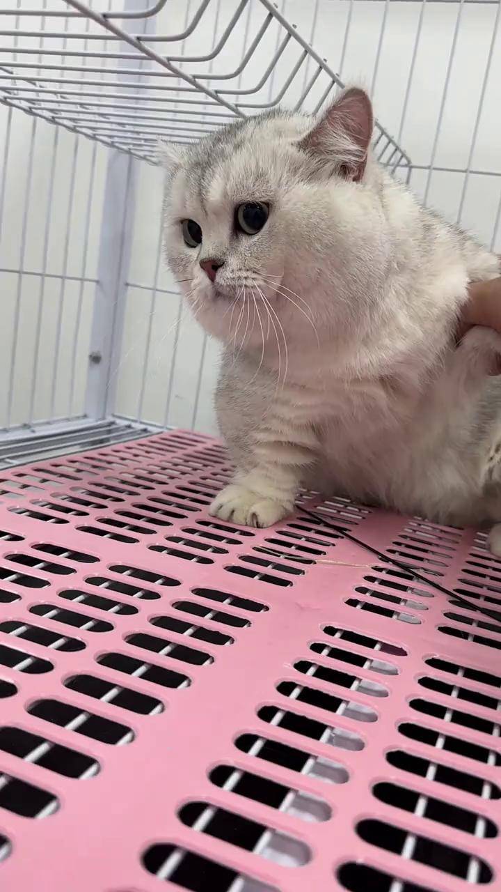 捡个猫家人们 银渐层矮脚 萌宠 猫咪 萌宠推荐官