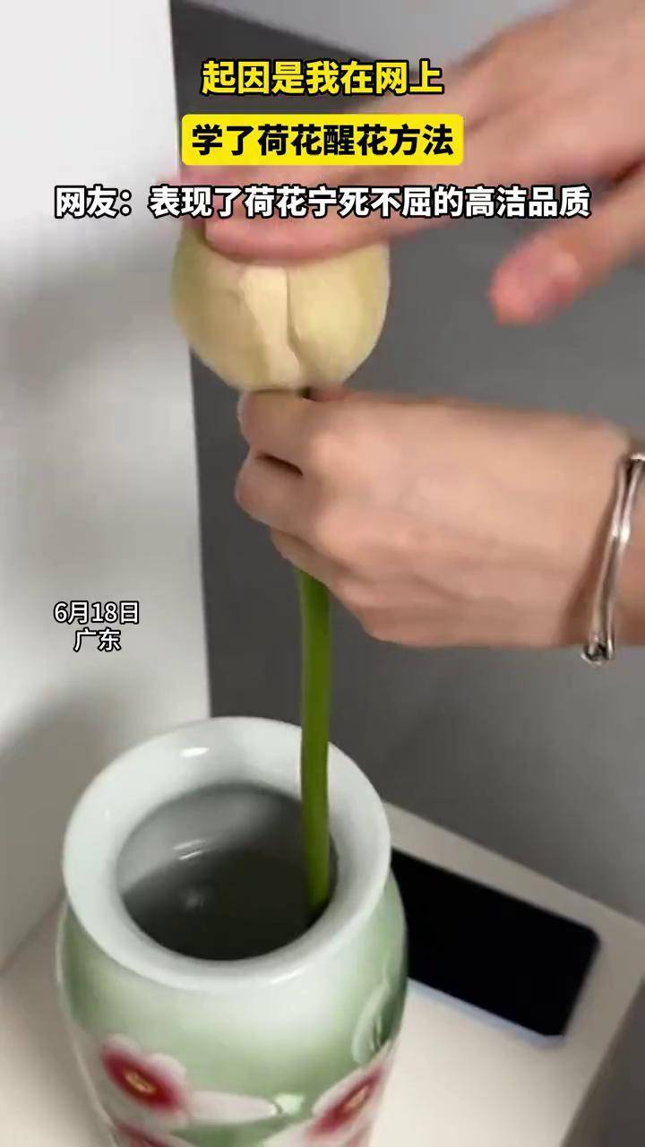 起因是我在网上,学了荷花醒花方法,网友:表现了荷花宁死不屈