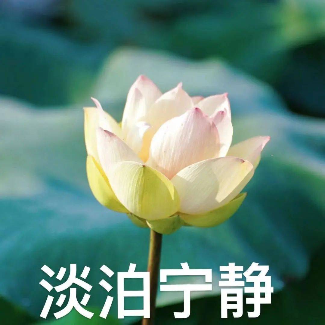 衢州2025年版好运莲莲头像表情包# 你们的荷花头像上新啦# 亲爱的长辈