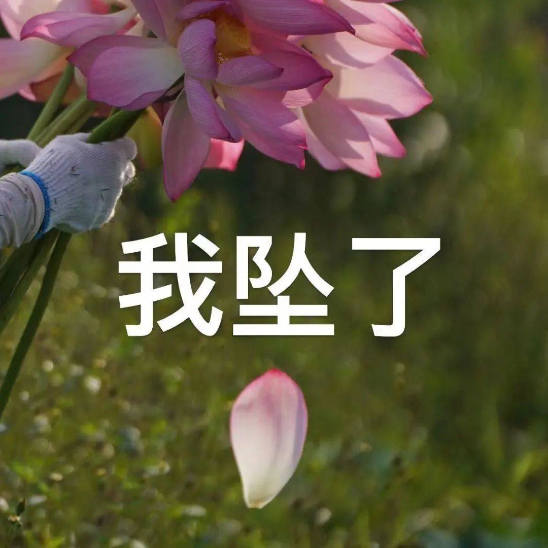 衢州2025年版好运莲莲头像表情包# 你们的荷花头像上新啦# 亲爱的长辈