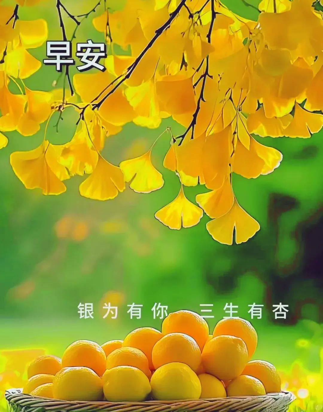 40张今日最新版超漂亮早上好早安图片祝福精选