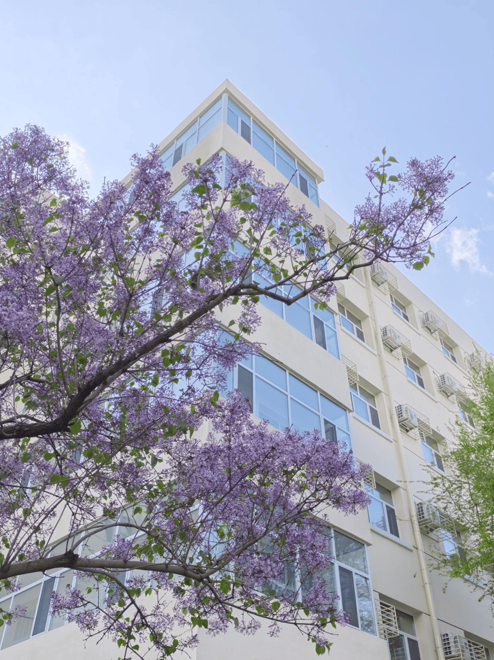 "丁香绽放 映像工大"主题摄影比赛获奖名单及优秀作品展