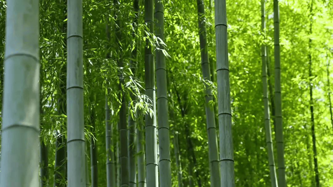 十八禁色图:今日，夏至