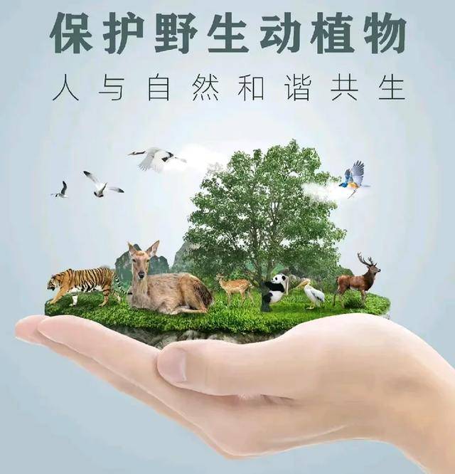 灞桥区东城六小开展野生动物保护宣传教育活动