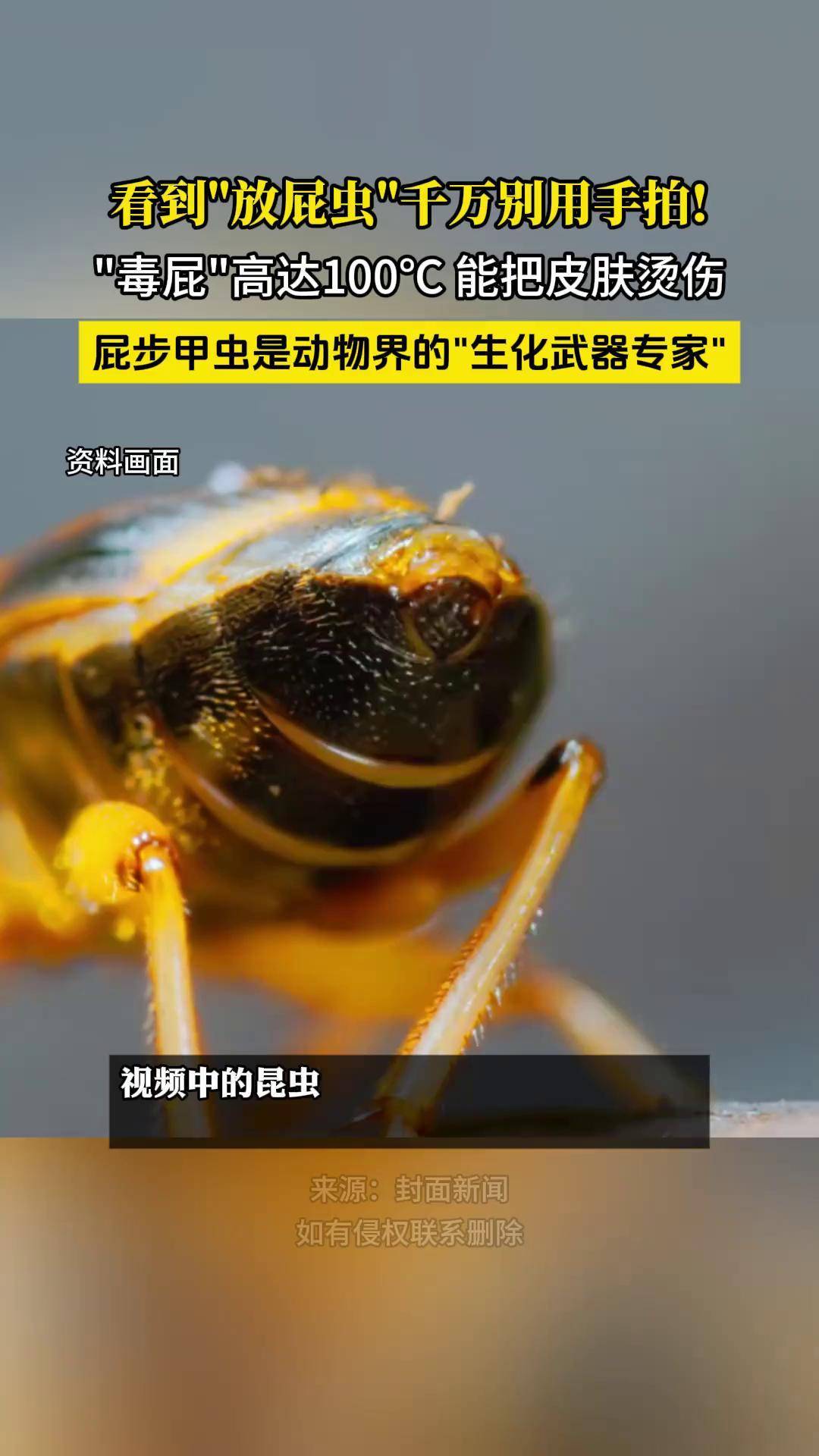 看到放屁虫千万别用手拍!毒屁高达100℃能把皮肤烫伤