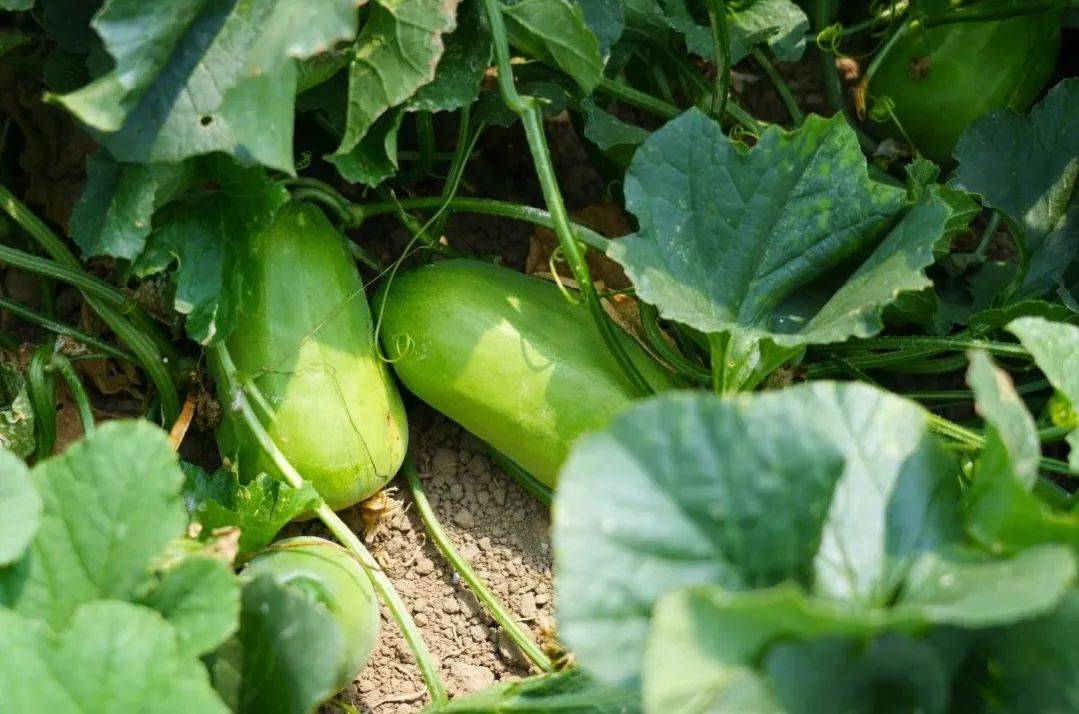 吃瓜群众速速来围观!