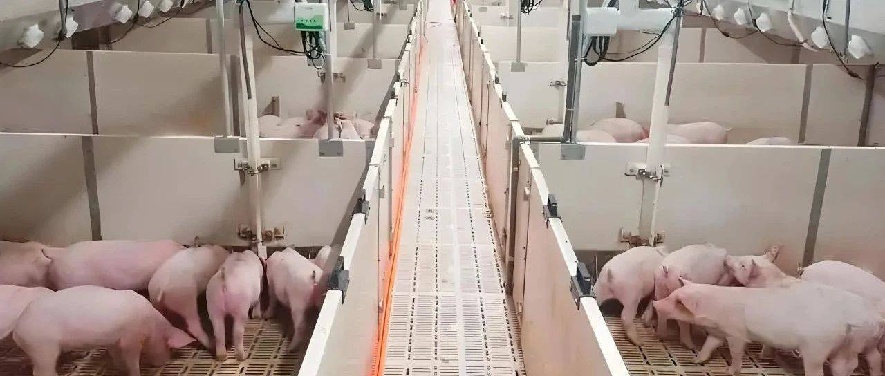世界一半猪栏在中国：从7亿头到“猪芯片”的产业跃迁_生猪_母猪_全球