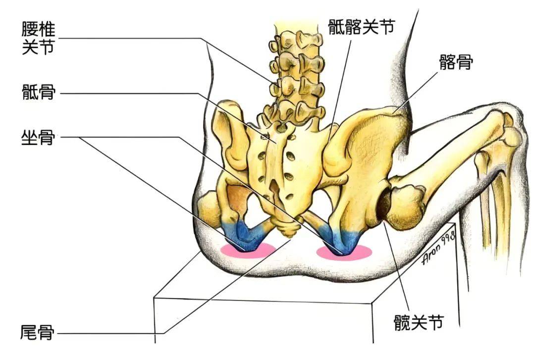 腰不好的人,真心建议好好练臀!