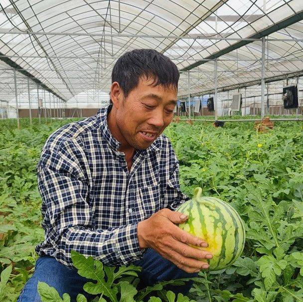 甜蜜暴击！应城田店美都西瓜上市_河村_田店镇_大棚
