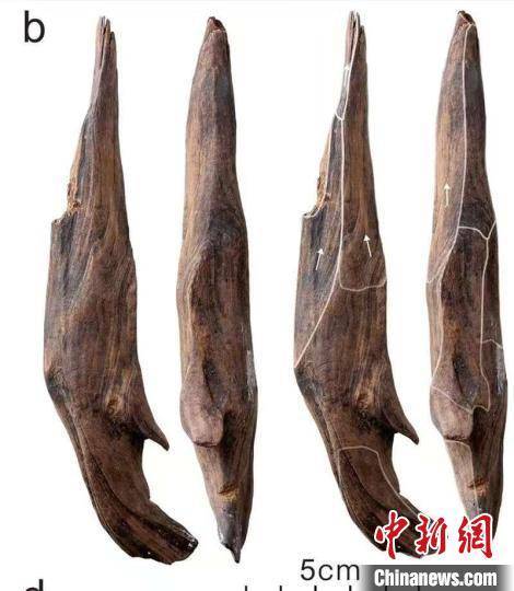 主要的考古成就！中国在300，000年前发现了东亚