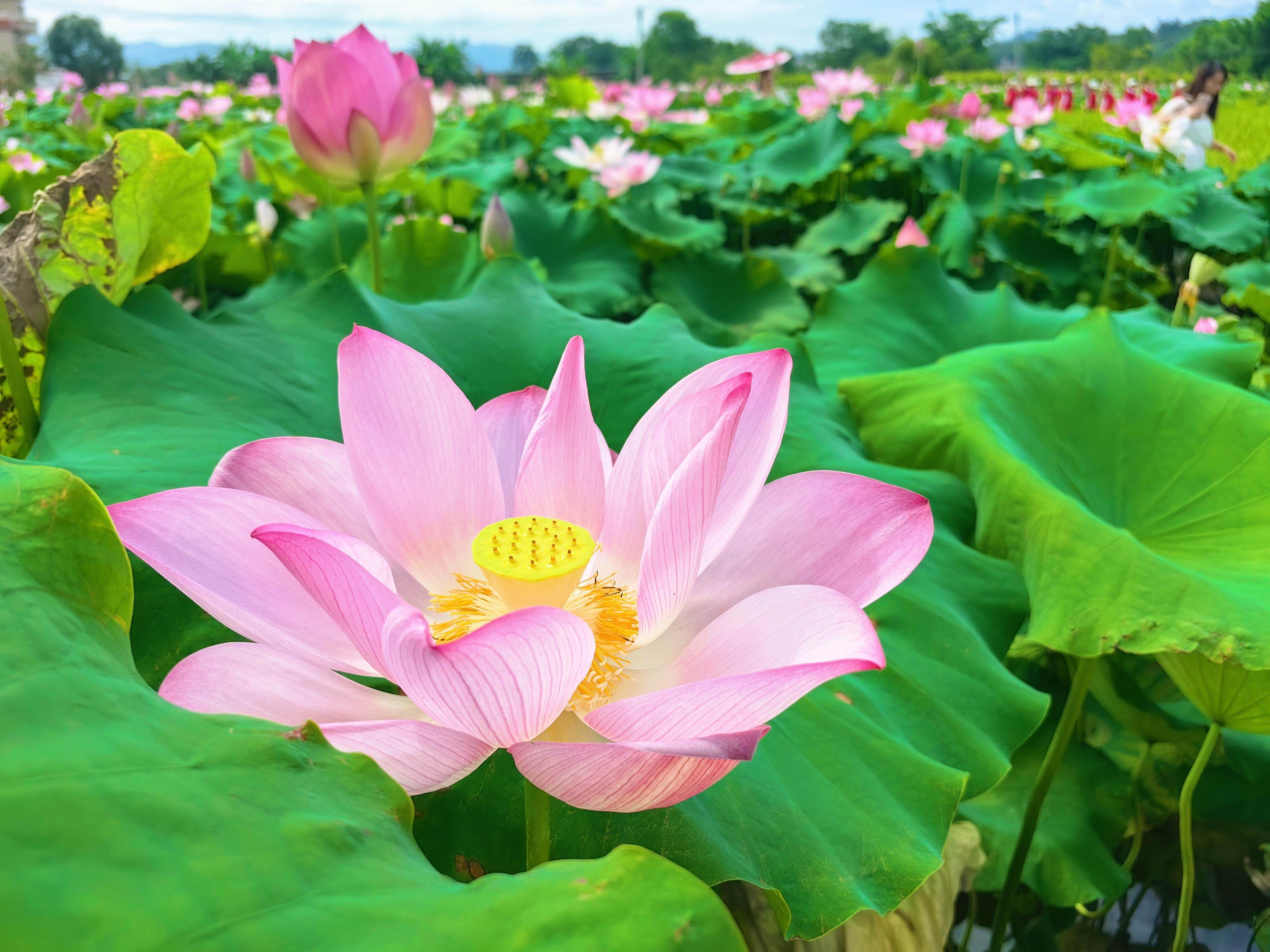 韶关乐昌举办荷花节
