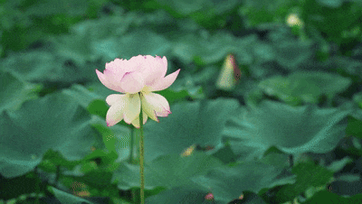 400_226gif 动态图 动图