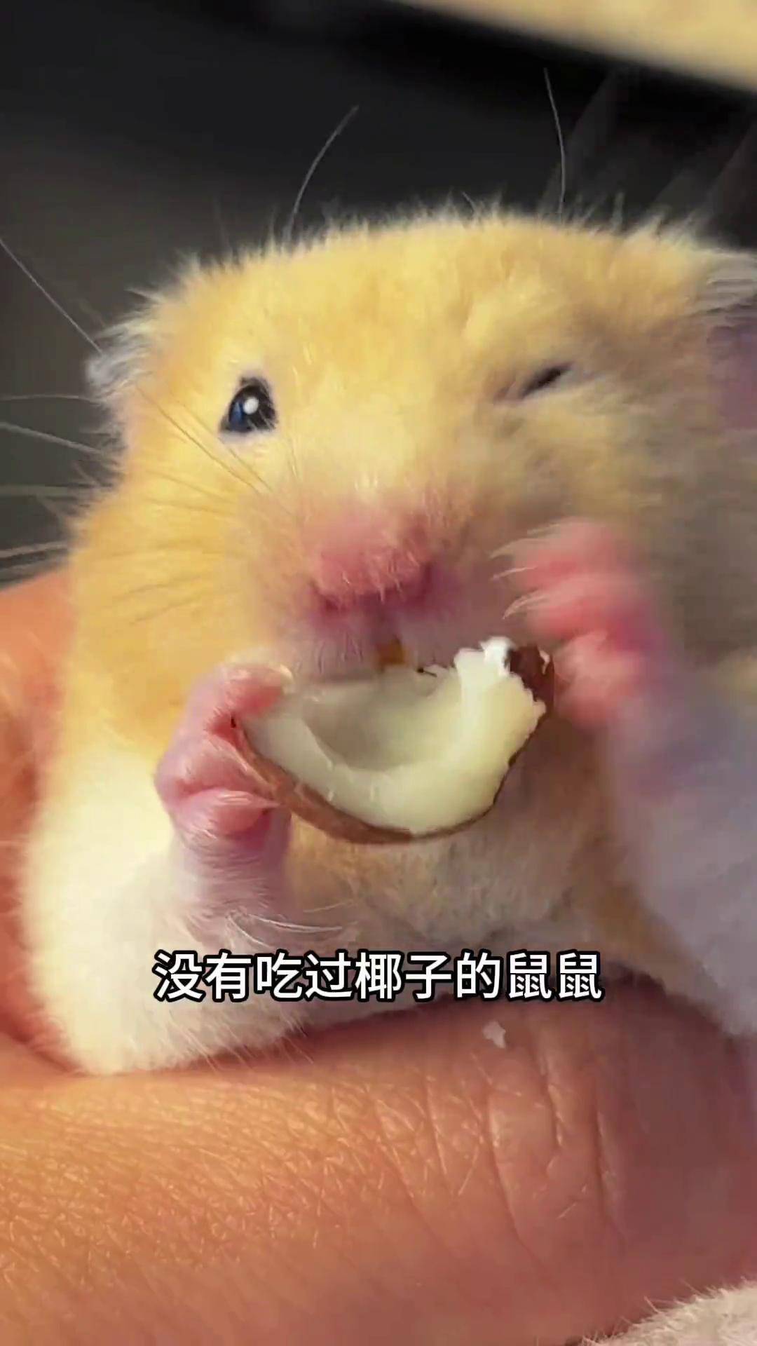 鼠鼠第一次吃小椰子,又脆又香,鼠鼠的夏天也太幸福了吧金丝熊 仓鼠 养