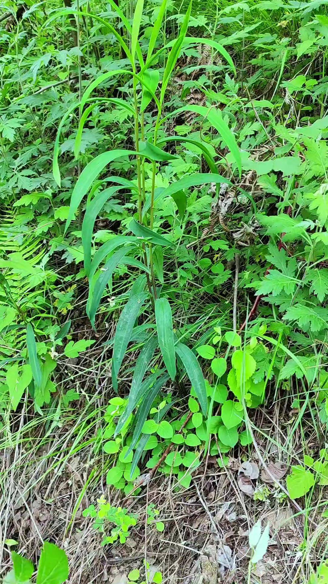 今天带大家认识来自秦岭山区的北柴胡,也称狭叶柴胡.柴胡中药材