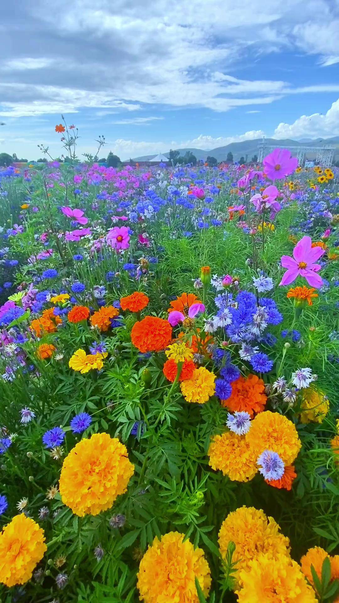 静待花海那拉提遍地花海的美好绽放治愈系风景 花海那拉提 新疆自驾游