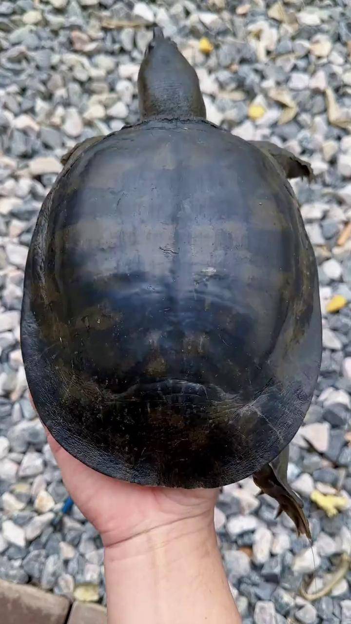 户外抓鱼 三农 野生甲鱼 户外 农村生活 这样的鱼有多少收多少,你们在