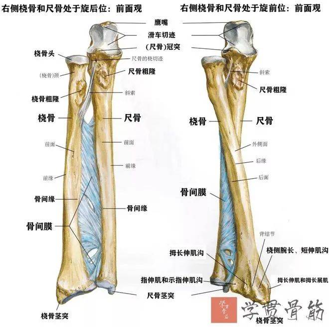 儿童尺桡骨骨折暑假安全须知与康复指南