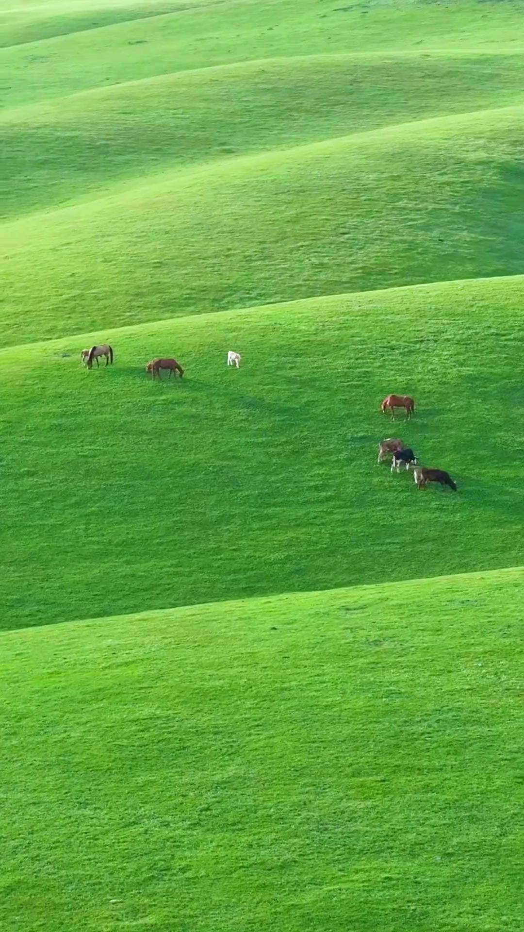 陪你一起看草原,相约春季邂逅伊犁自由的风与无垠美景治愈系风景 伊犁