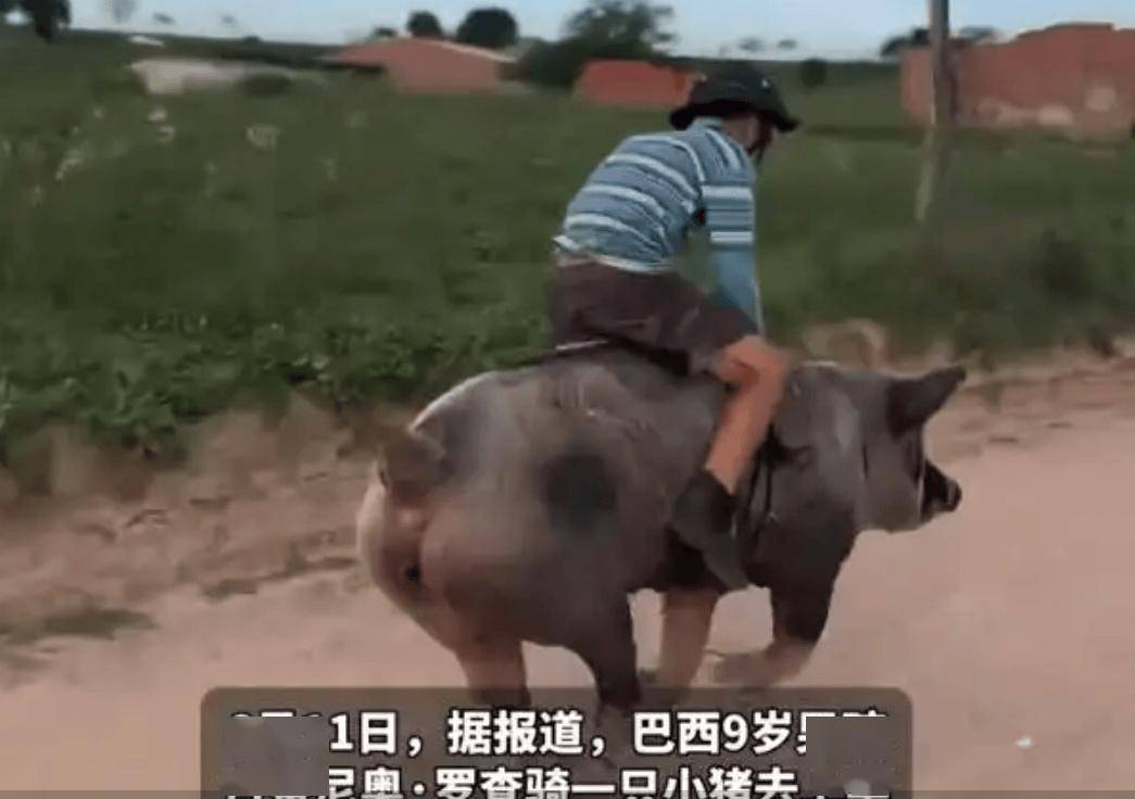 "6月11日,巴西一名9岁男孩骑着一头猪上学,视频一下火爆全网
