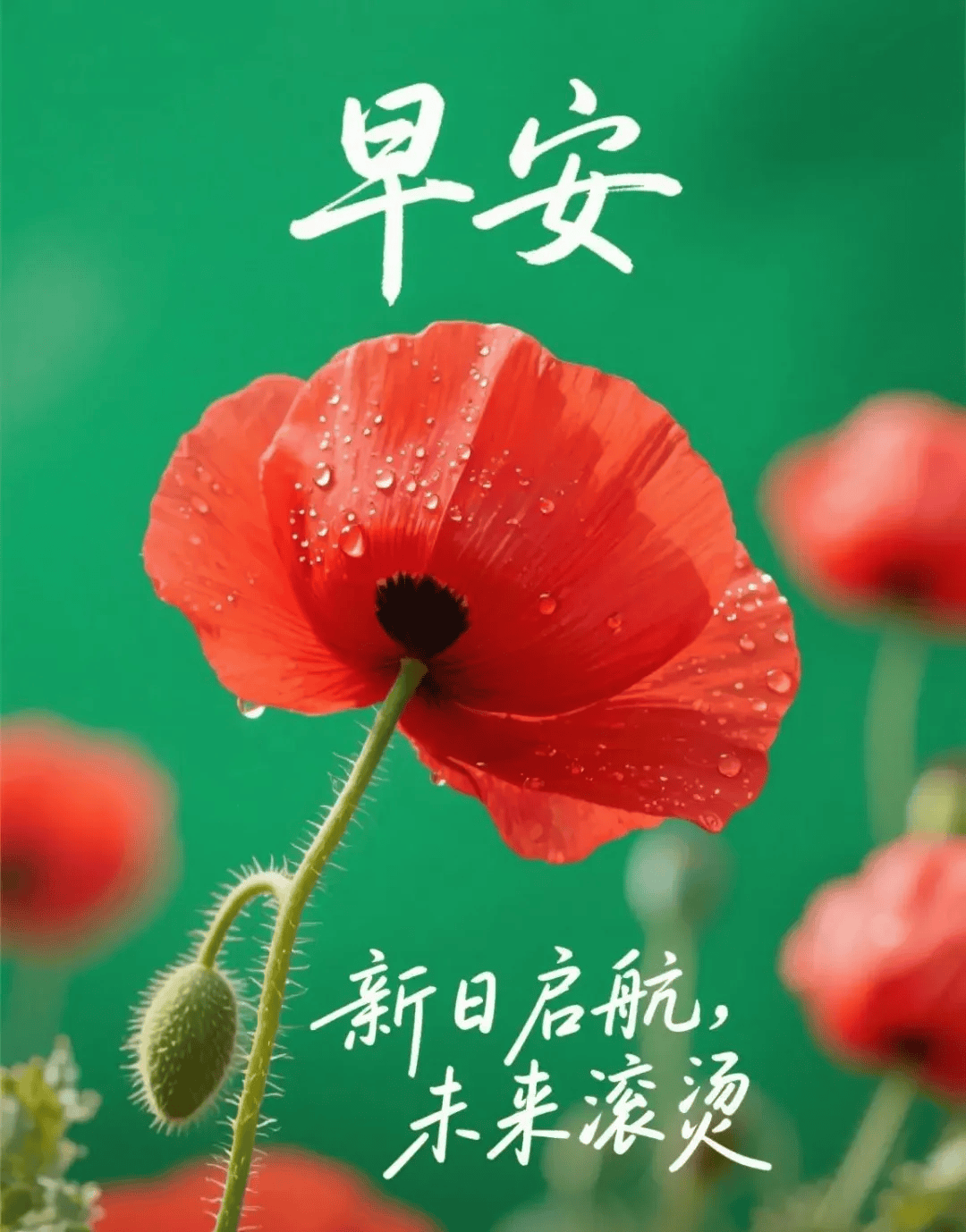 最新漂亮的早上好图片祝福,夏日暖新程,晨风送祝福