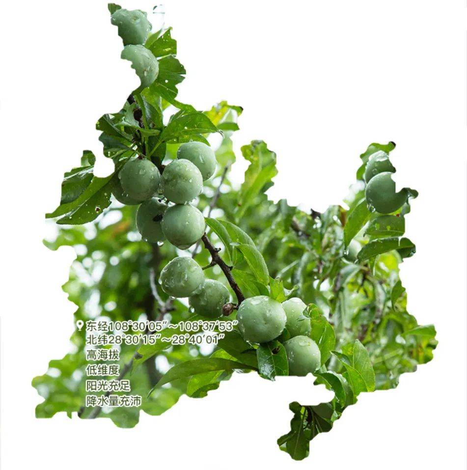 沿河空心李熟了!