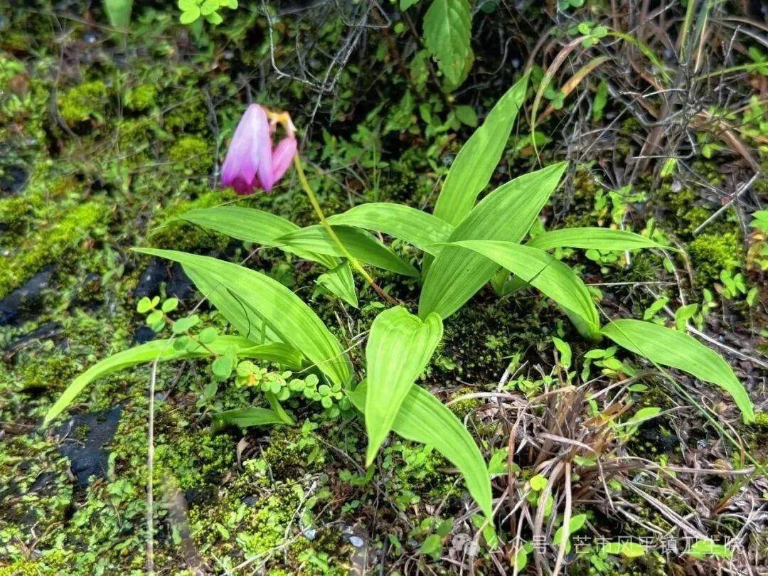 国家级珍稀濒危植物野生华白及现身芒市