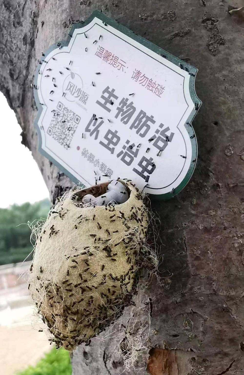 在北京路边看到这种黑色的蛹千万别动 网友：有“编制”