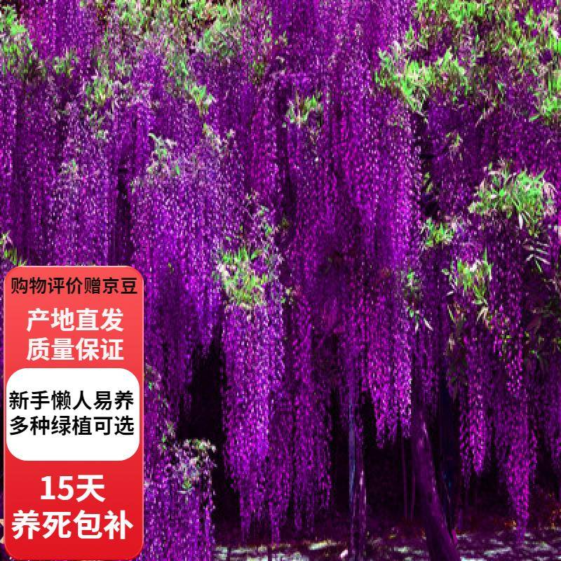 紫藤先开花还是先长叶？答案在这里！_庭院_阳台_盆栽