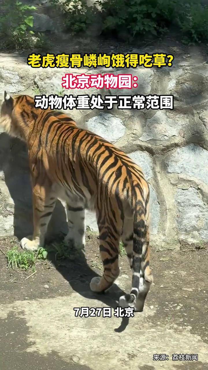 北京动物园回应"老虎瘦骨嶙峋饿得吃草":动物体重处于正常范围