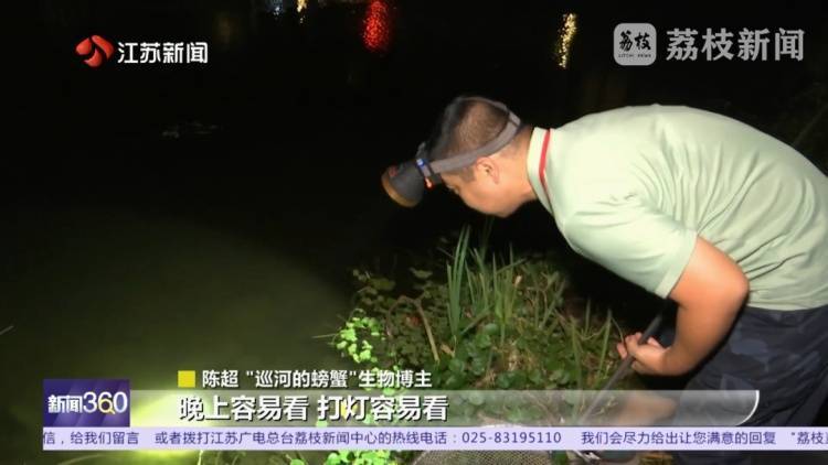 南京河流发现成群齐氏罗非鱼鱼苗！这种性情凶猛的热带鱼已扎根繁殖？