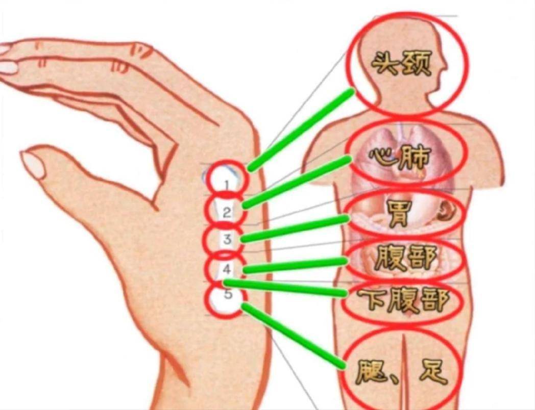 从宇宙到细胞:全息论与中医的奇妙共振