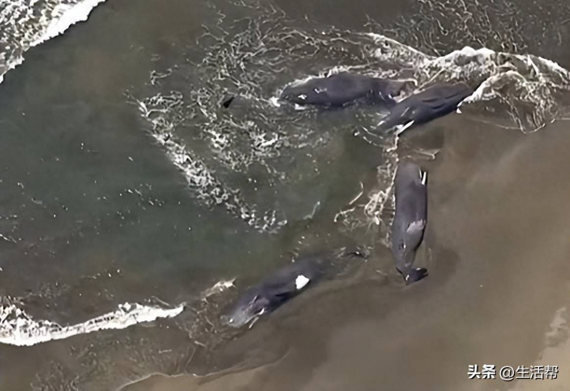 罕见一幕：日本千叶县4头鲸鱼同时搁浅，或与地震和海啸有关_搜狐网