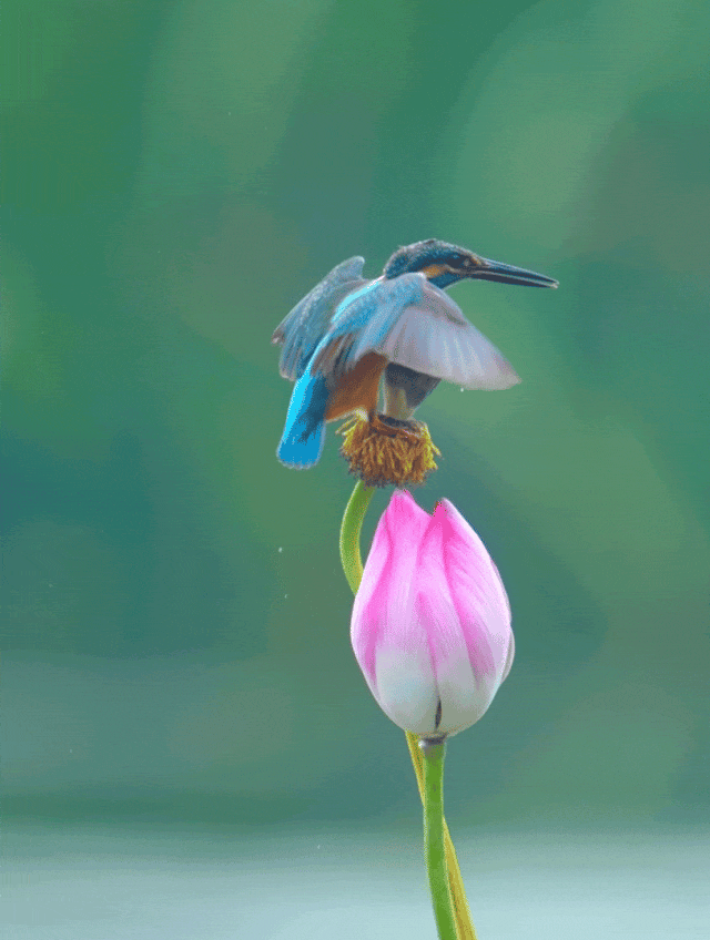 学这7个摄影技巧,手机拍荷花翠鸟,美出新高度!