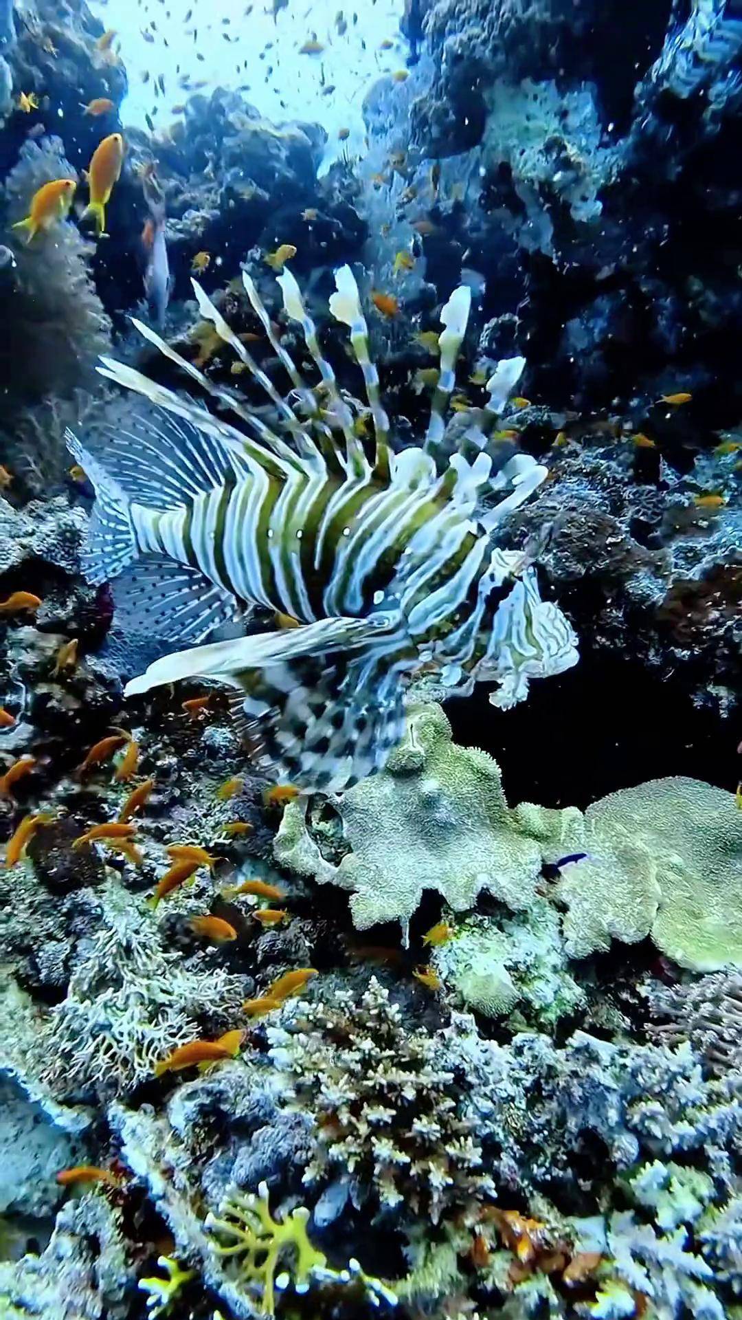 一条自由自在的海中游的鱼一起去看海底世界 狮子鱼鱼