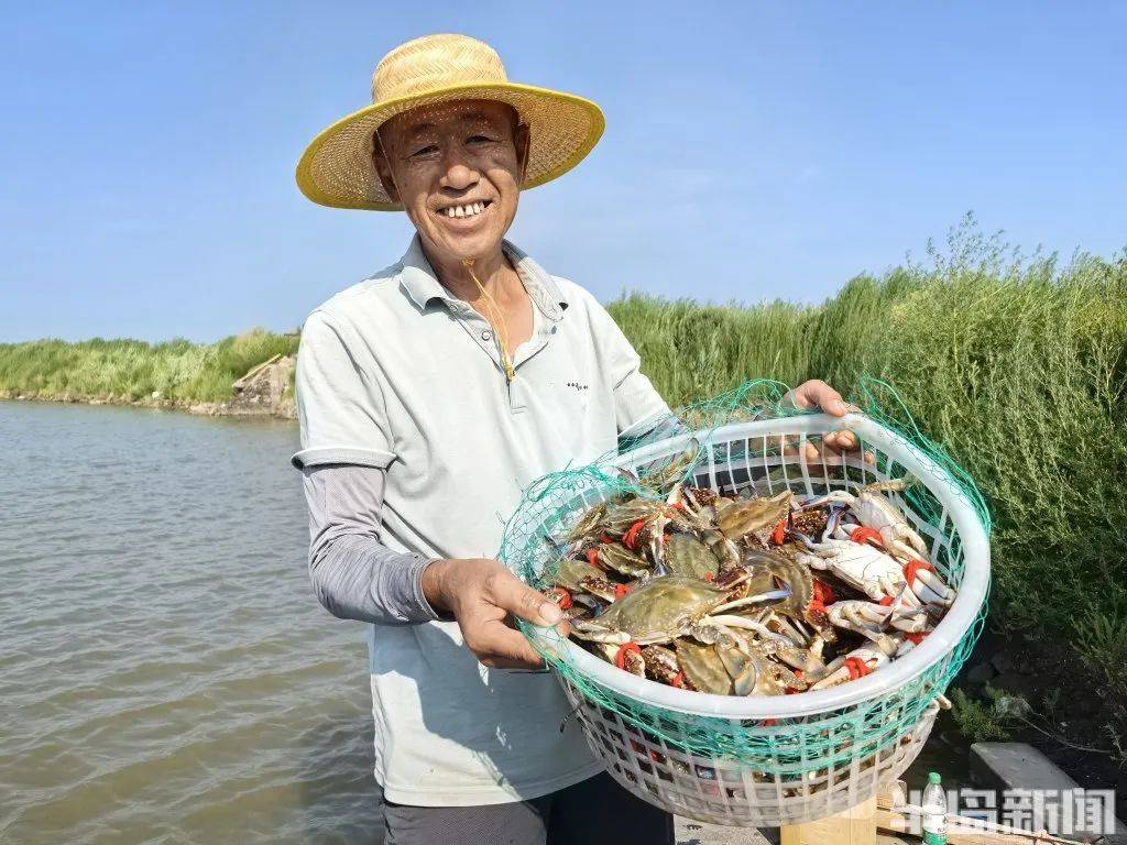 鲜鲜鲜！青岛梭子蟹大量上市！“全部八成肥以上”，价格低于往年→