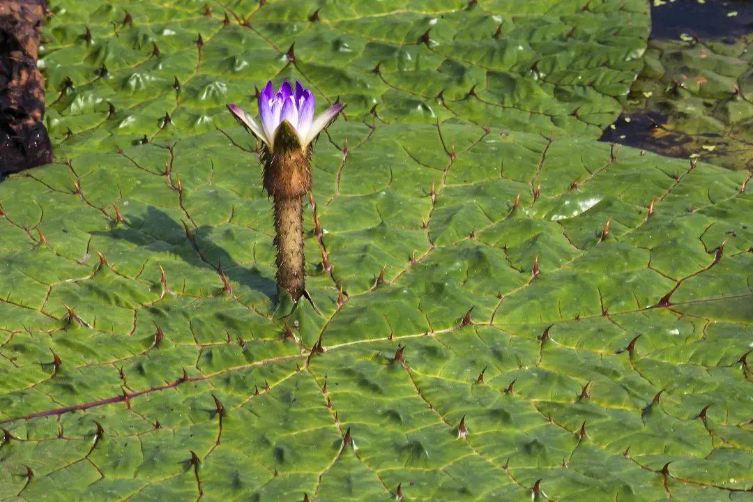 立秋风送一池凉,芡实藏锋玉骨刚丨"本草廉心"之立秋