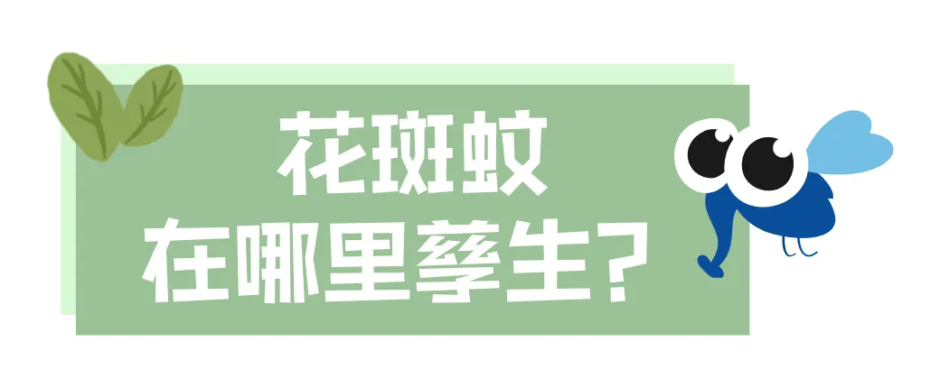 家里的这几个地方，正悄悄“养”出花斑蚊！快自查→