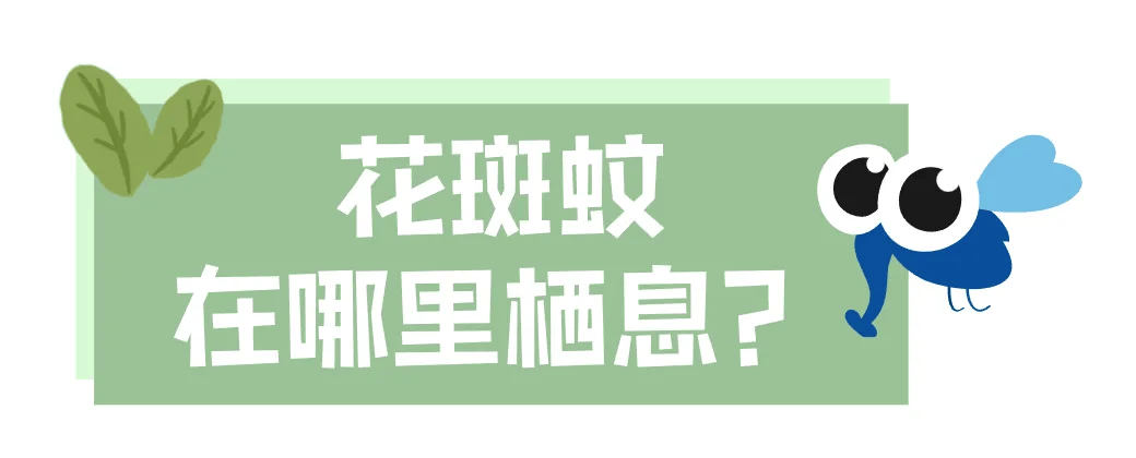 家里的这几个地方，正悄悄“养”出花斑蚊！快自查→