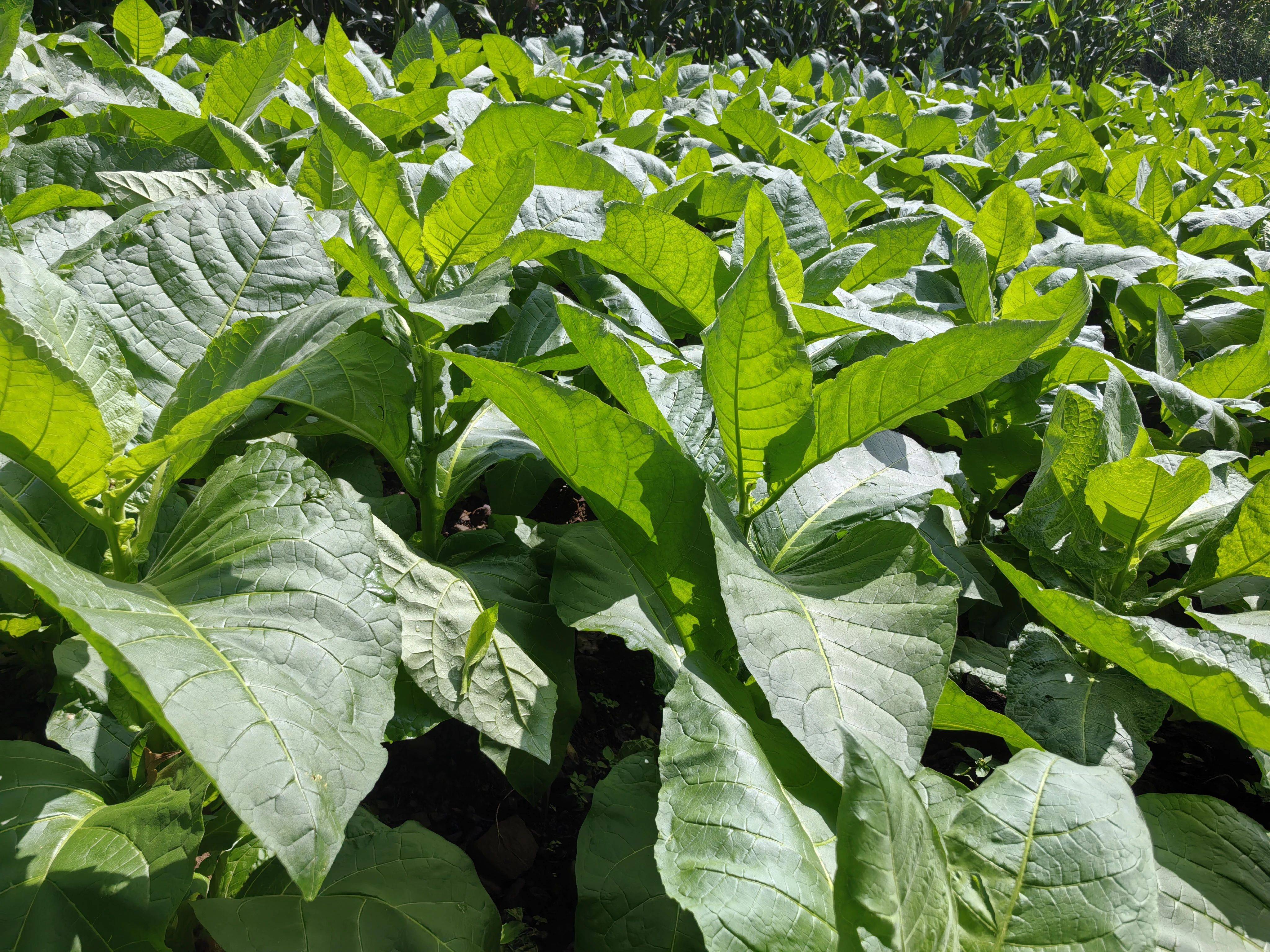 威宁猴场镇平洞村:240亩旱烟进入采收期