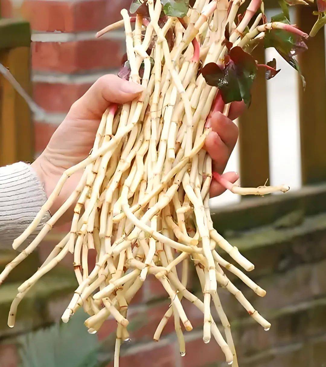 鲁甸凉拌折耳根:一种以"味"称奇的野菜之王