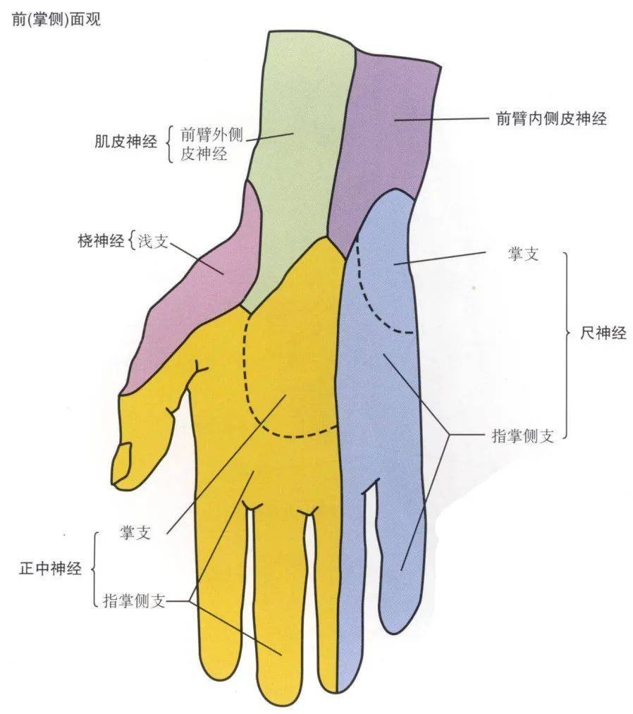 :支配腹壁诸肌,皮支分布于臀外侧区