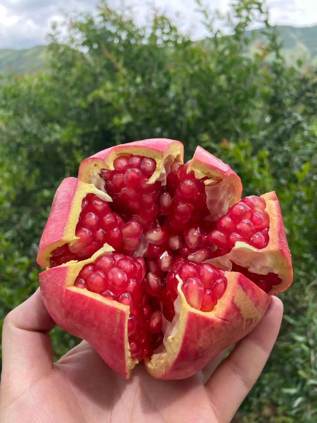 果肉晶莹剔透,粒大籽软,软籽能直接吃