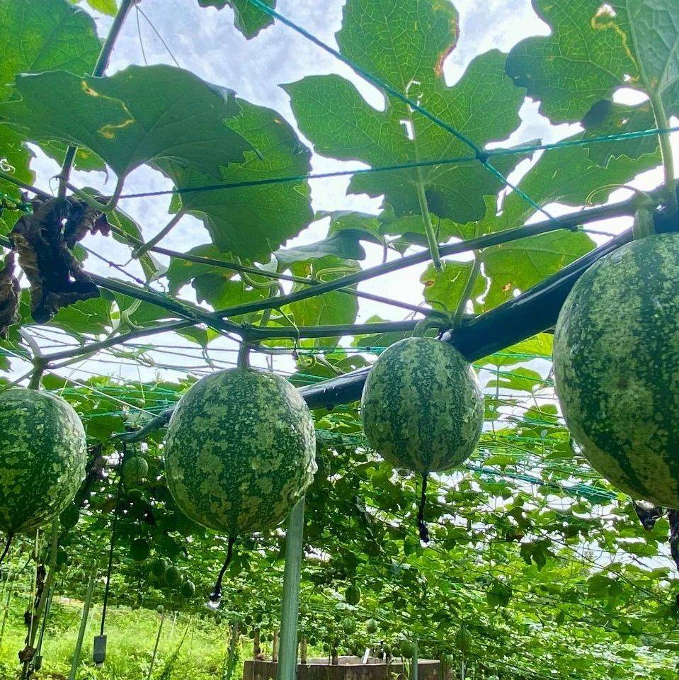 【特色产业】景谷威远：棚下小吊瓜 致富顶呱呱_种植_周绍芬_收入