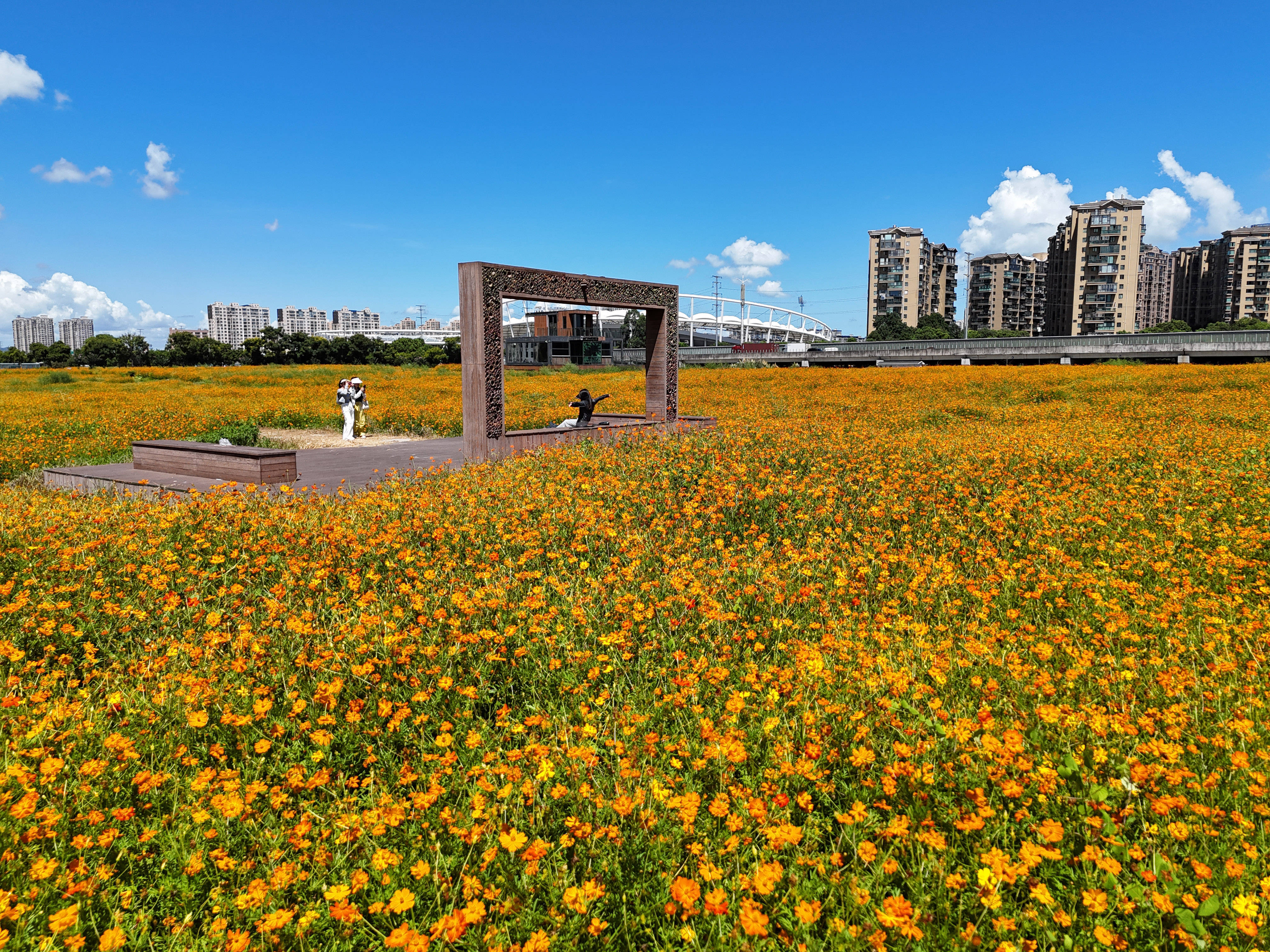 橙色花海迎客来